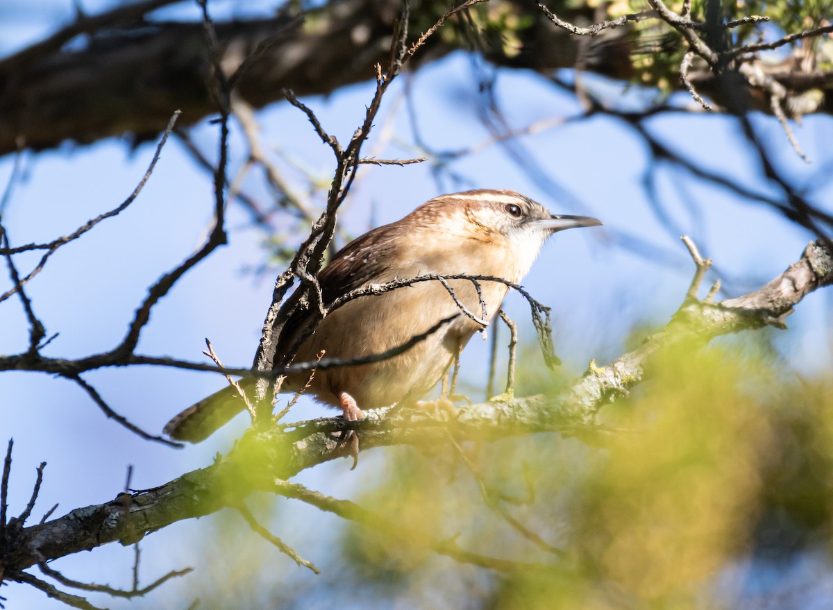 Carolina Wren - ML646745894
