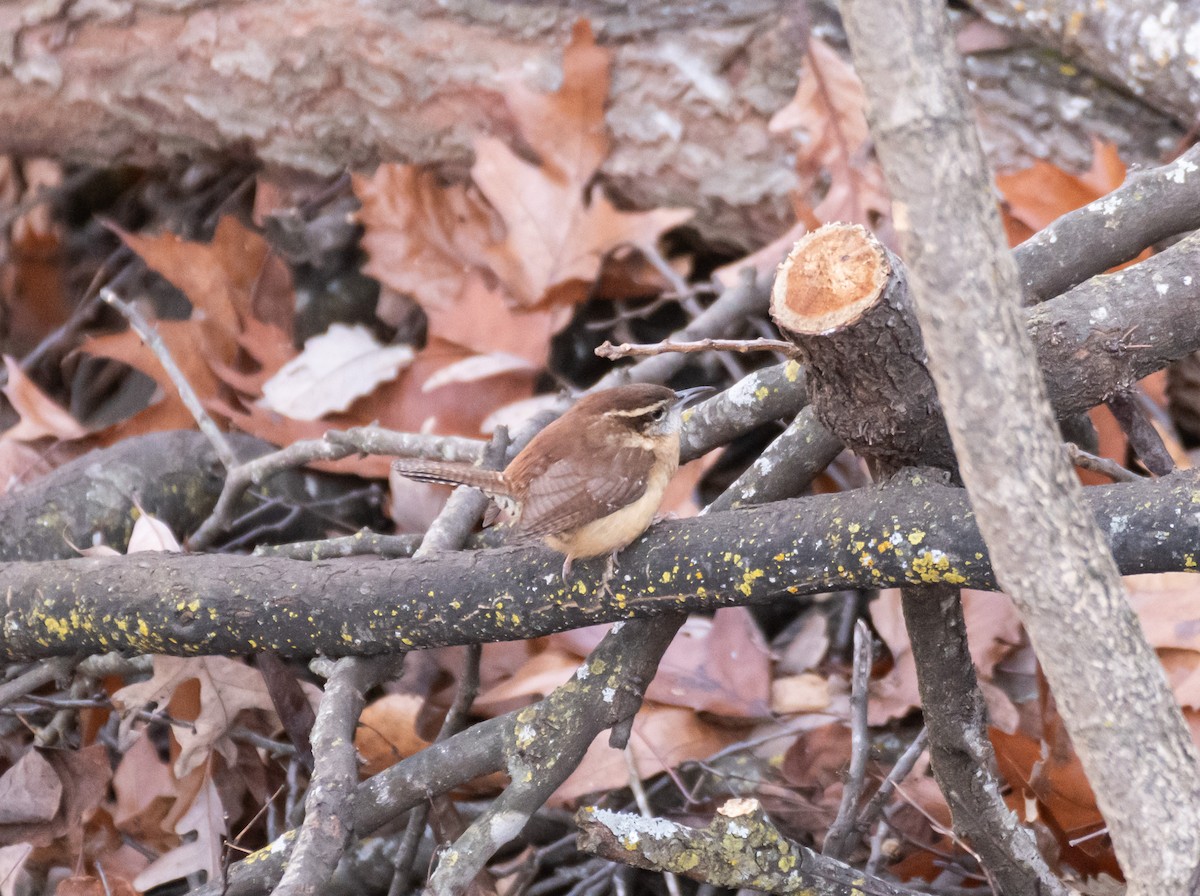 Carolina Wren - ML646745895