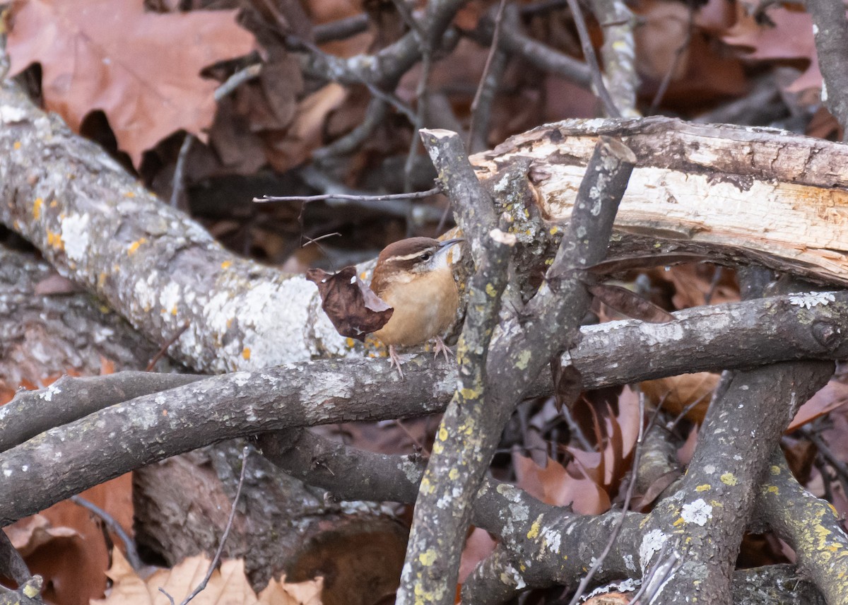 Carolina Wren - ML646745896