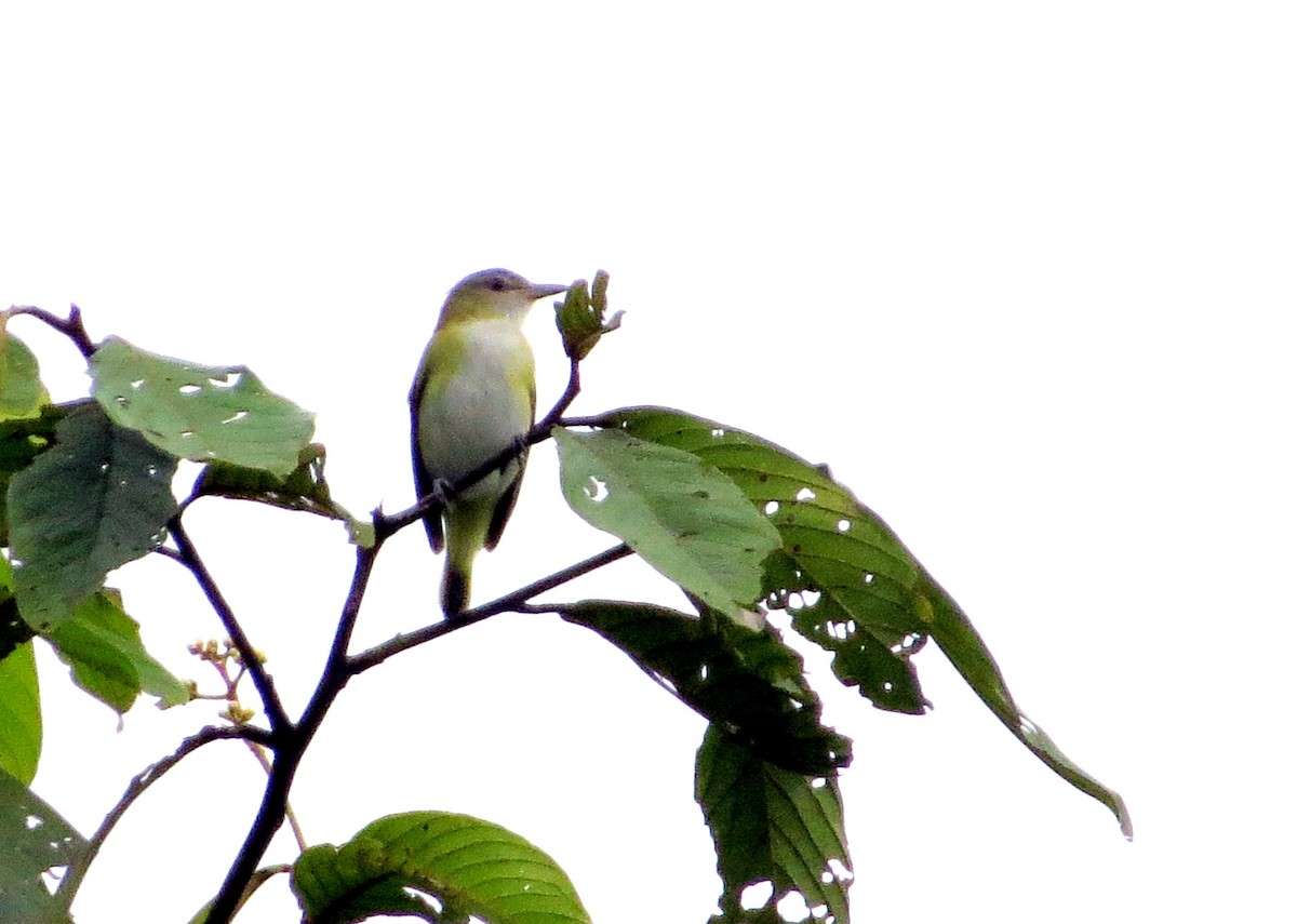 Yellow-green Vireo - ML646745897