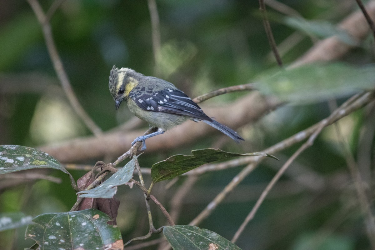 Indian Yellow Tit - ML646745898