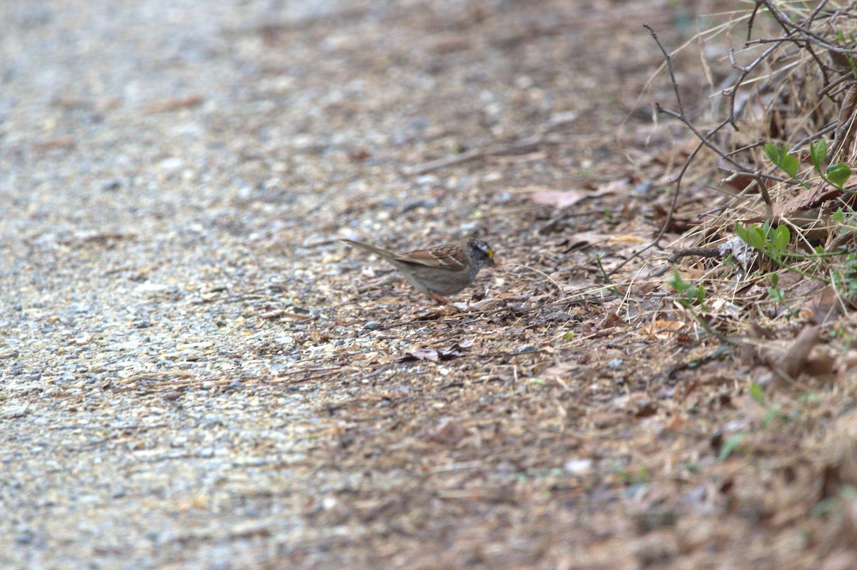 Chingolo Gorjiblanco - ML646745905