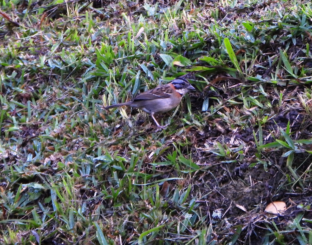 Rufous-collared Sparrow - ML646745906