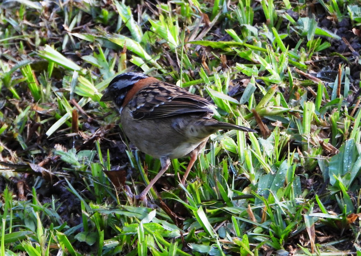 Rufous-collared Sparrow - ML646745907
