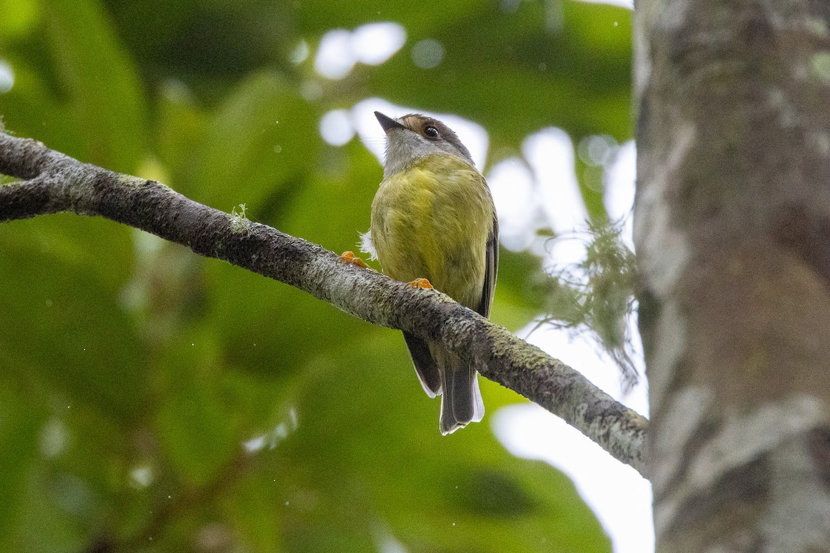 Pale-yellow Robin - ML646745909