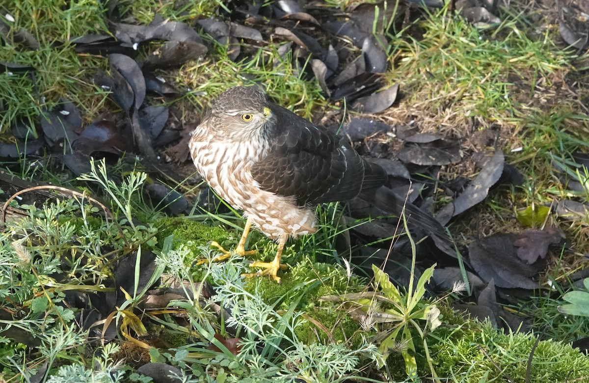 Cooper's Hawk - ML646745910