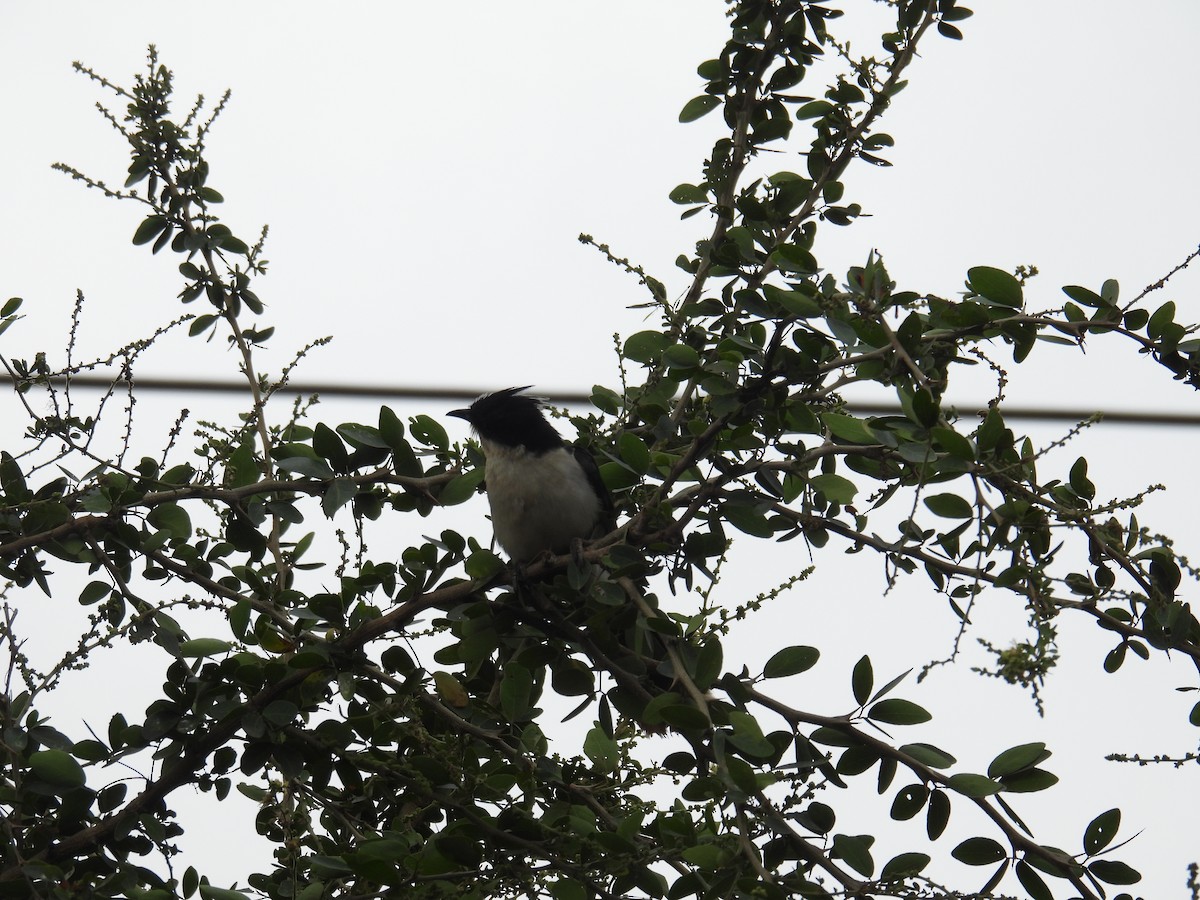 Pied Cuckoo - ML646745914