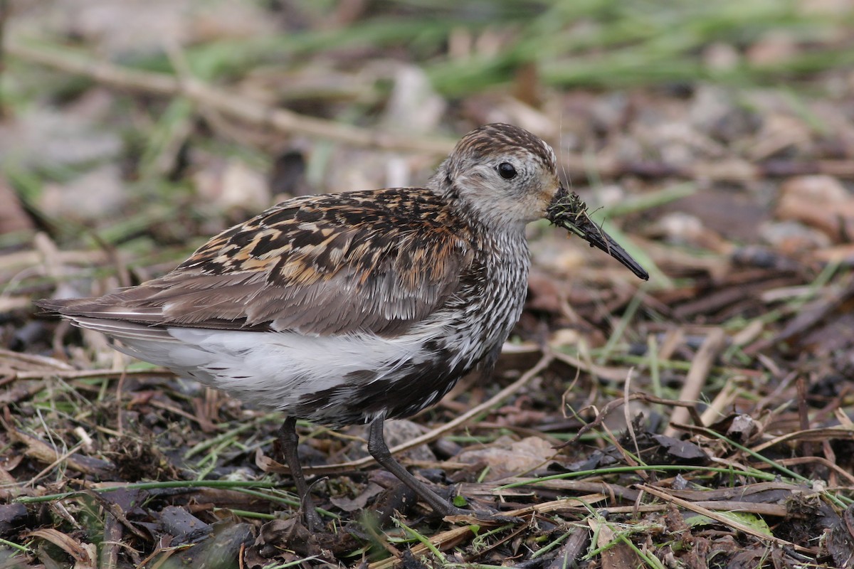 Piovanello pancianera - ML646745927