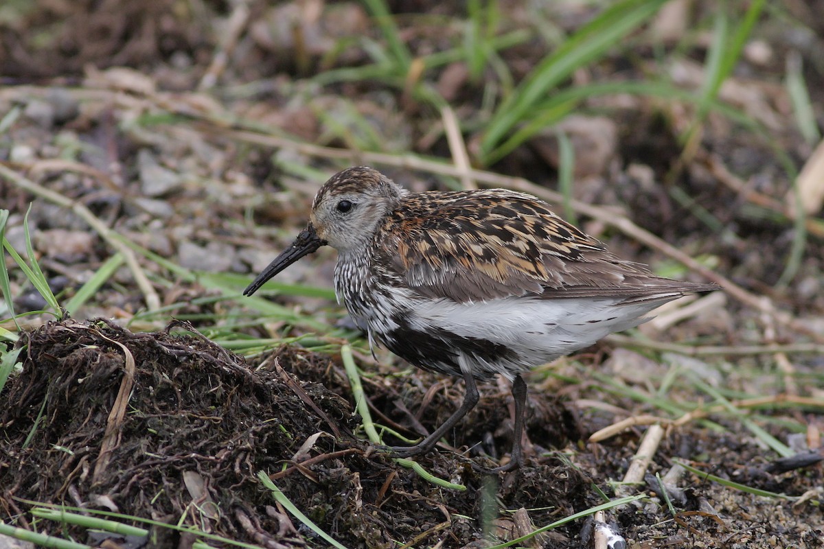 Piovanello pancianera - ML646745928