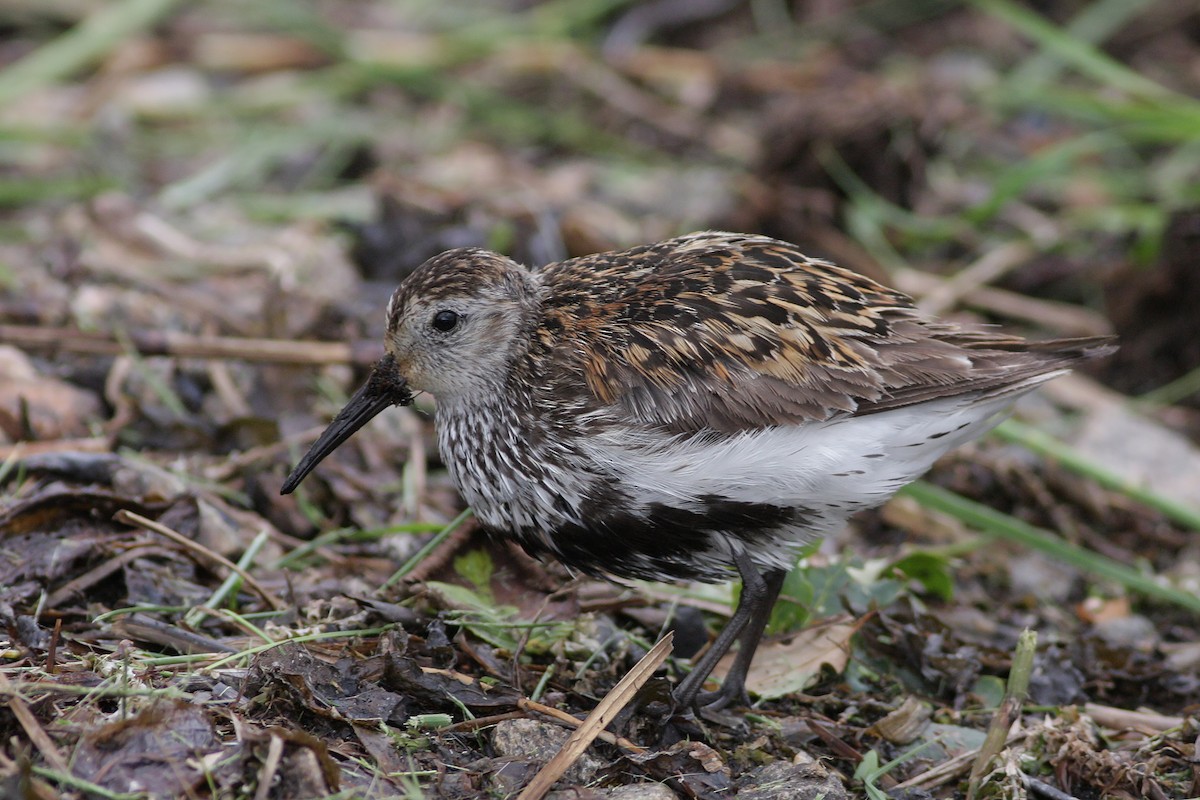 Piovanello pancianera - ML646745929