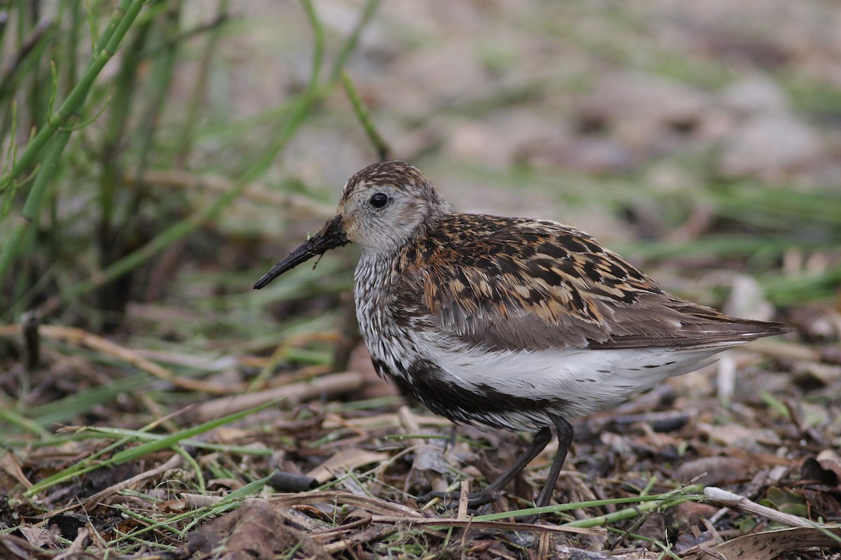 Piovanello pancianera - ML646745930