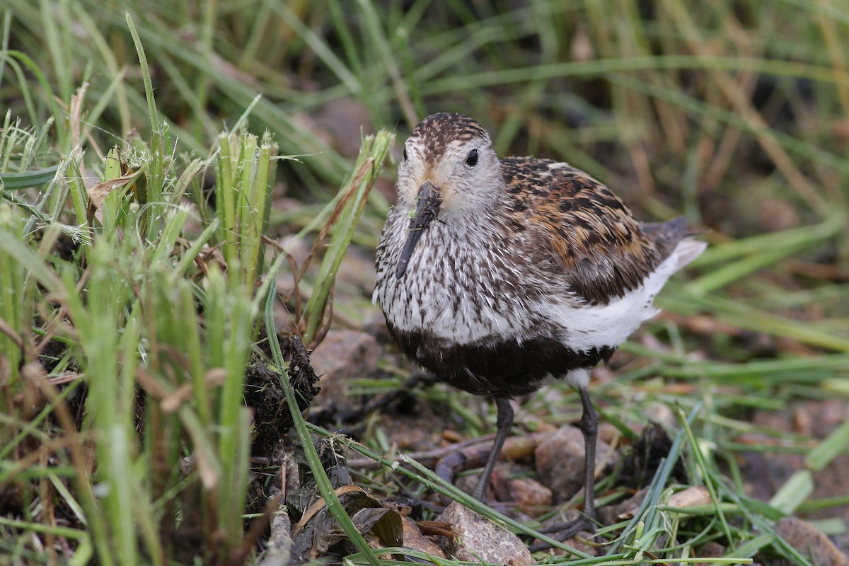 Piovanello pancianera - ML646745931