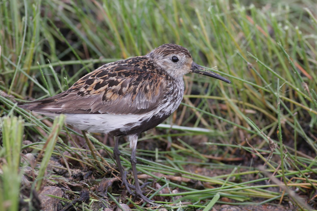 Piovanello pancianera - ML646745932