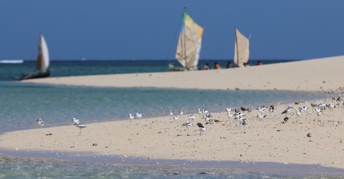 Crab-Plover - ML646745933