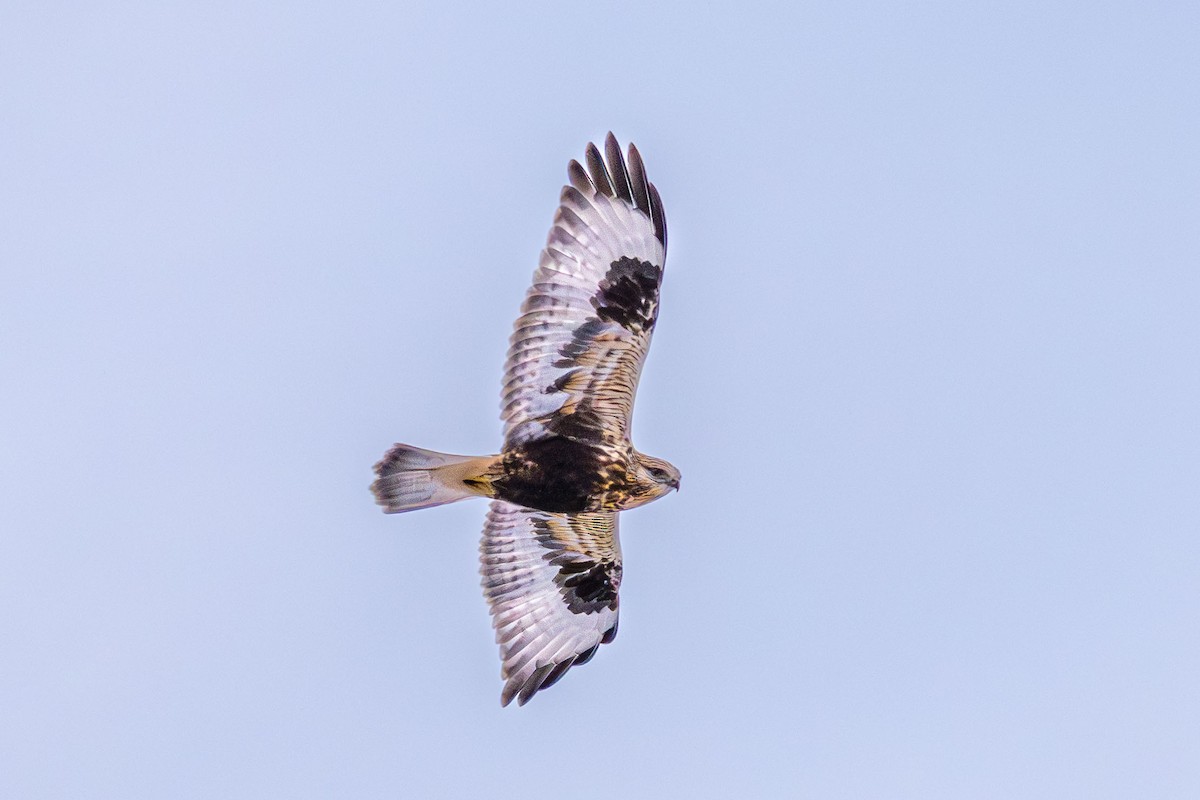 Rough-legged Hawk - ML646745935
