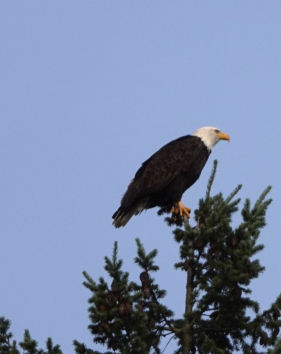 Bald Eagle - ML646745936
