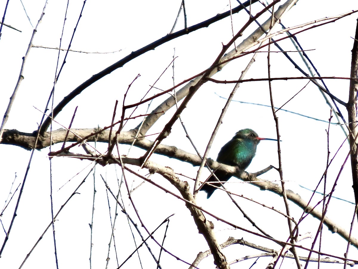 Ширококлювый колибри - ML646745938