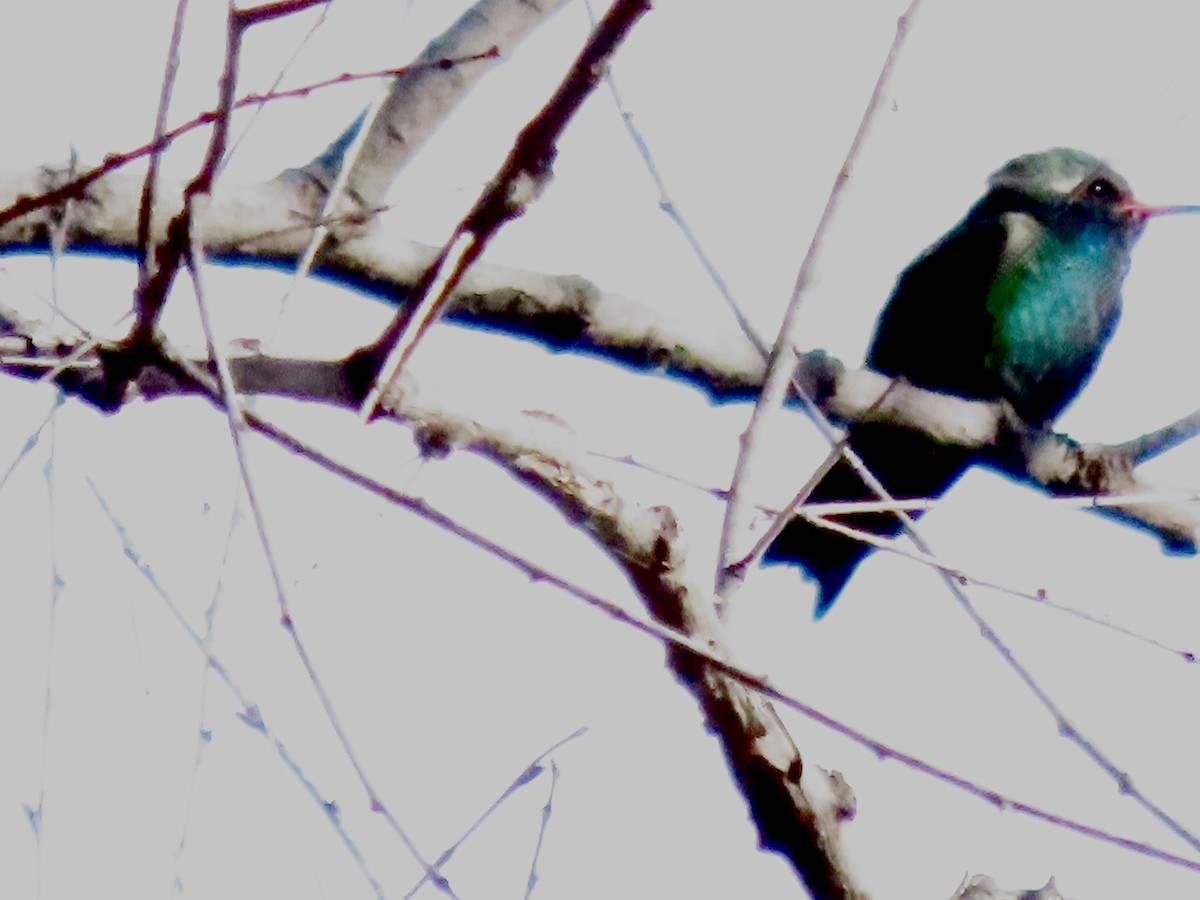 Ширококлювый колибри - ML646745945