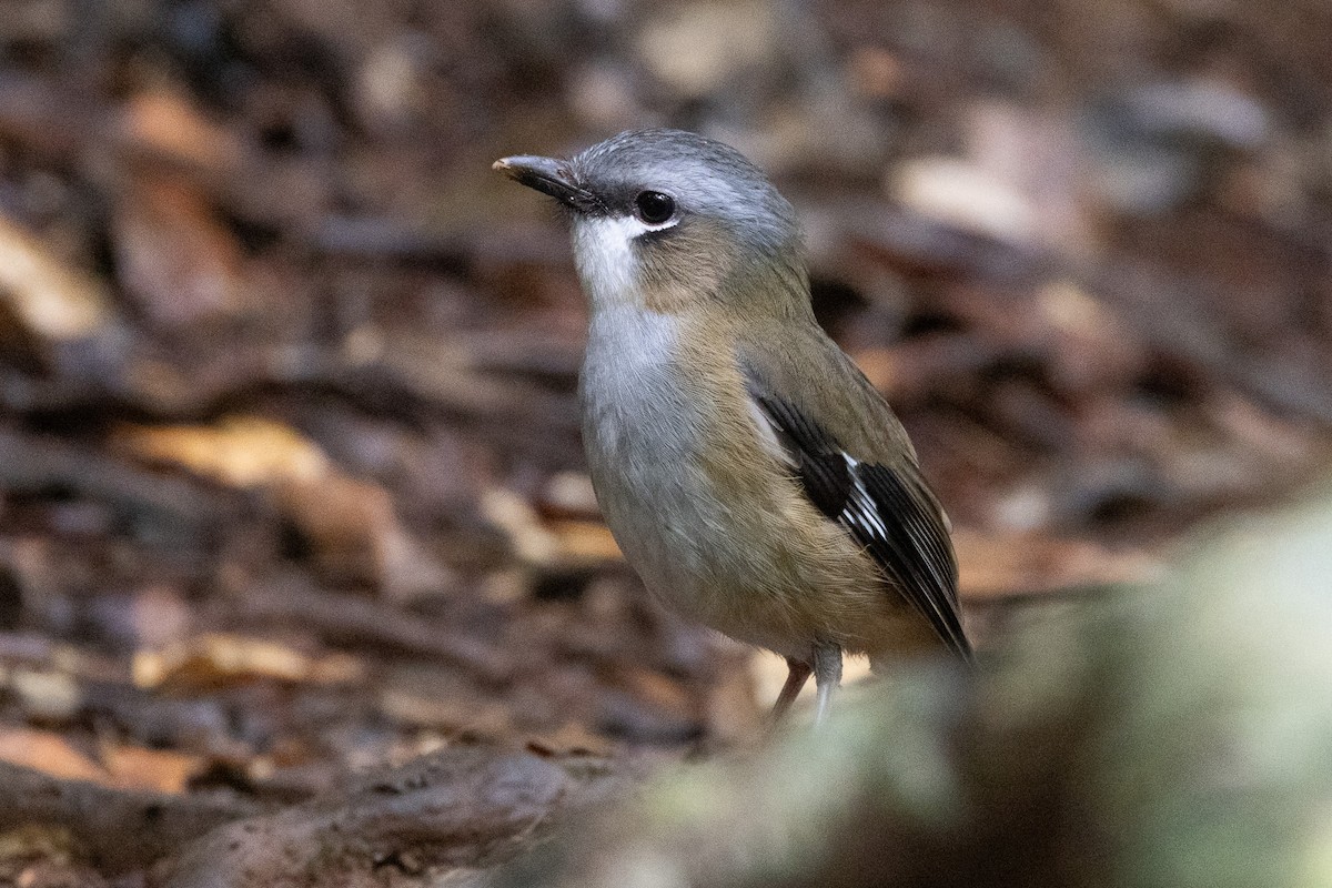 Gray-headed Robin - ML646745946