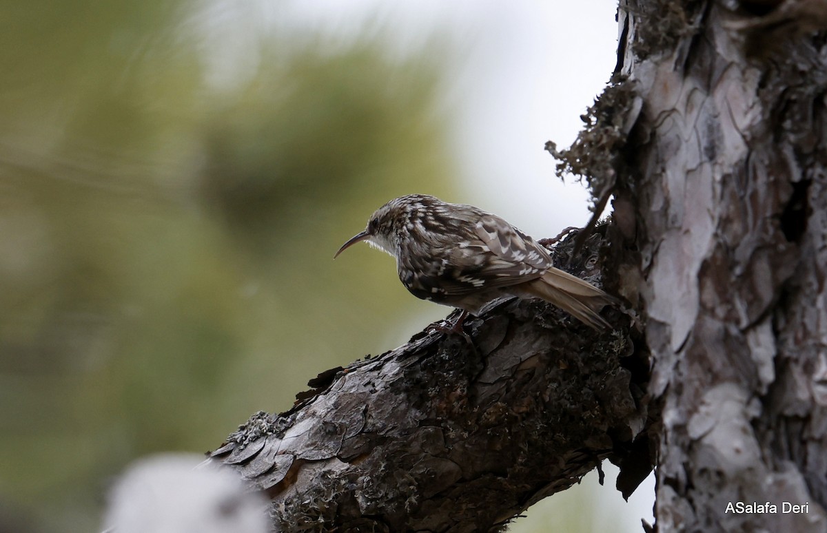 Bahçe Tırmaşıkkuşu - ML646745947