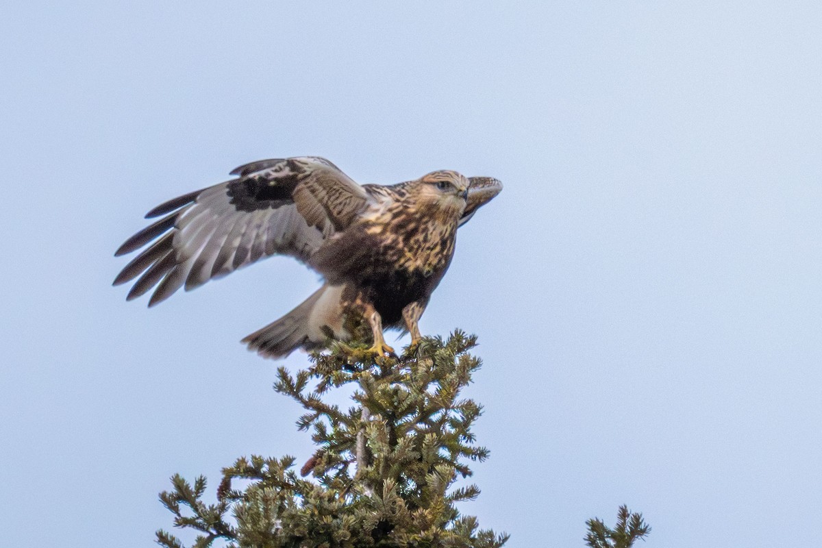 Rough-legged Hawk - ML646745948