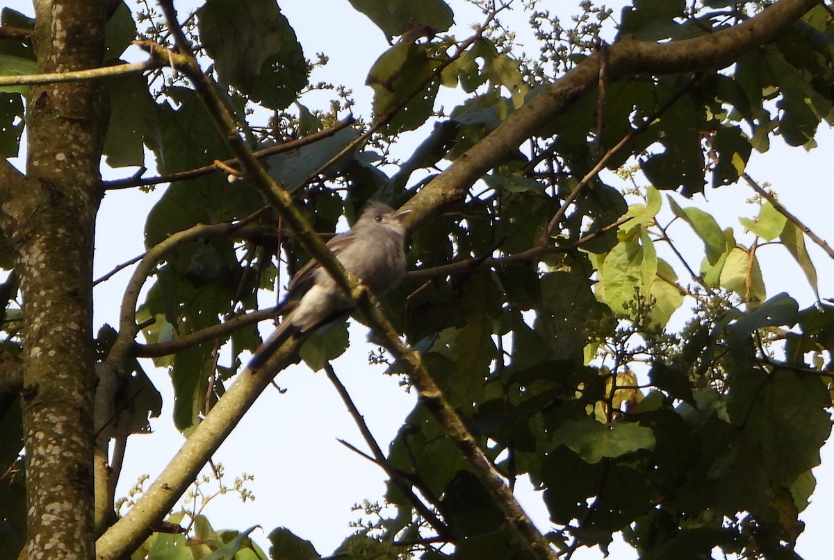 Smoke-colored Pewee - ML646745953