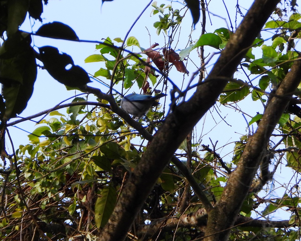 Blue-gray Tanager - ML646745954