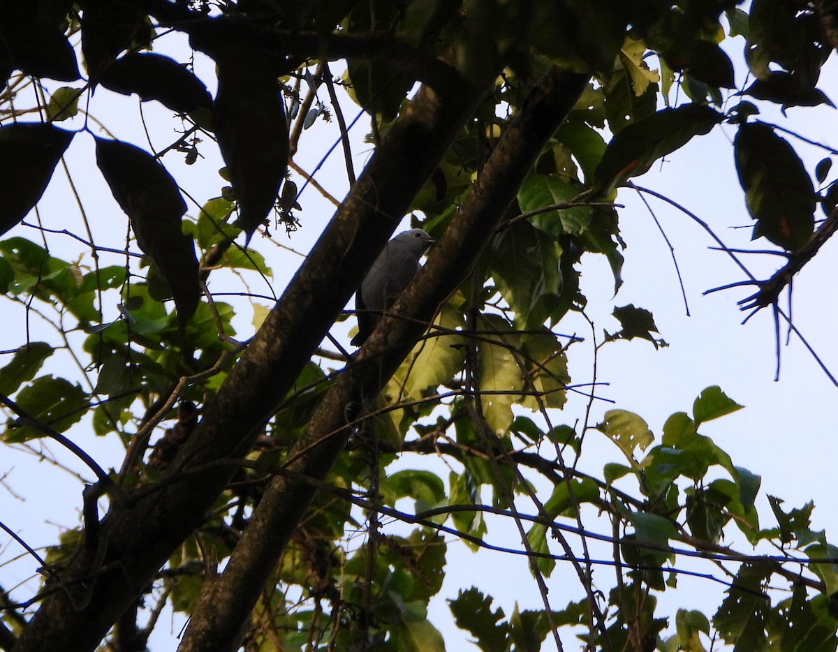 Blue-gray Tanager - ML646745955