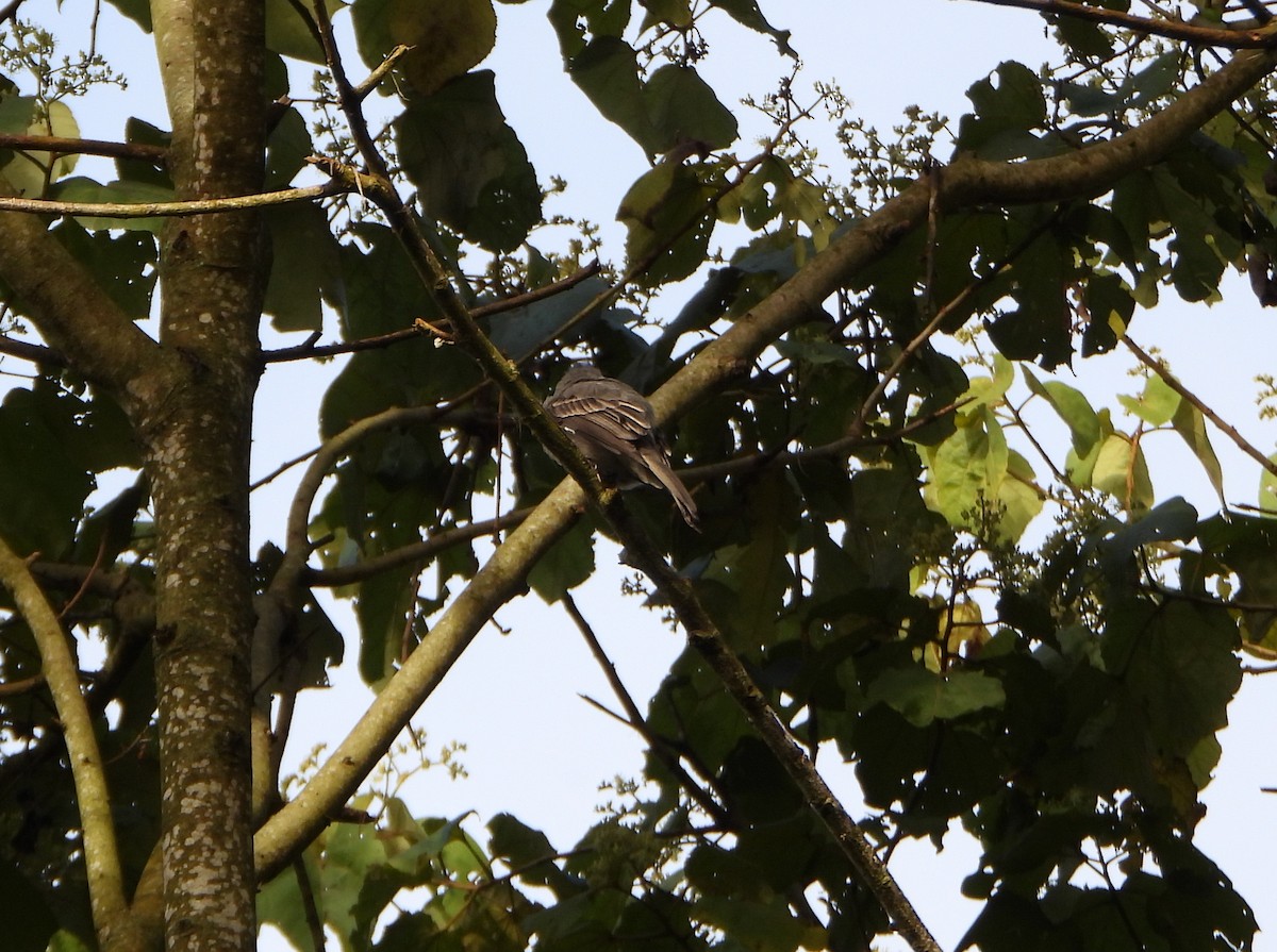 Smoke-colored Pewee - ML646745956