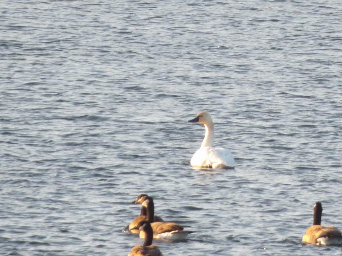 Cigno minore - ML646745958