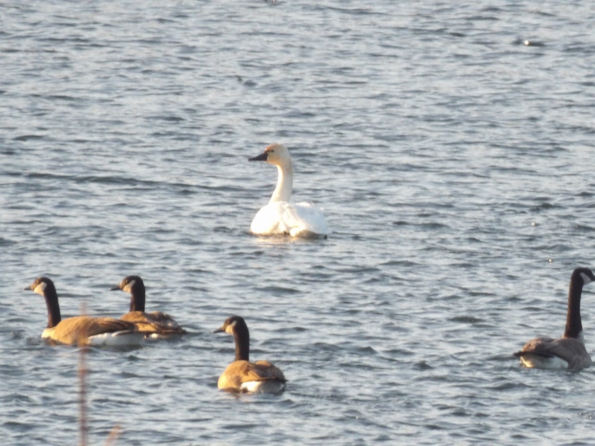 Cigno minore - ML646745959