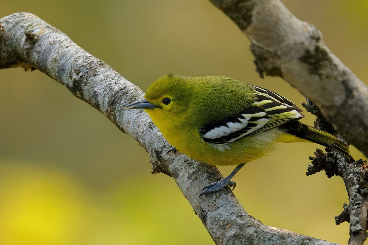 Common Iora - ML646745960