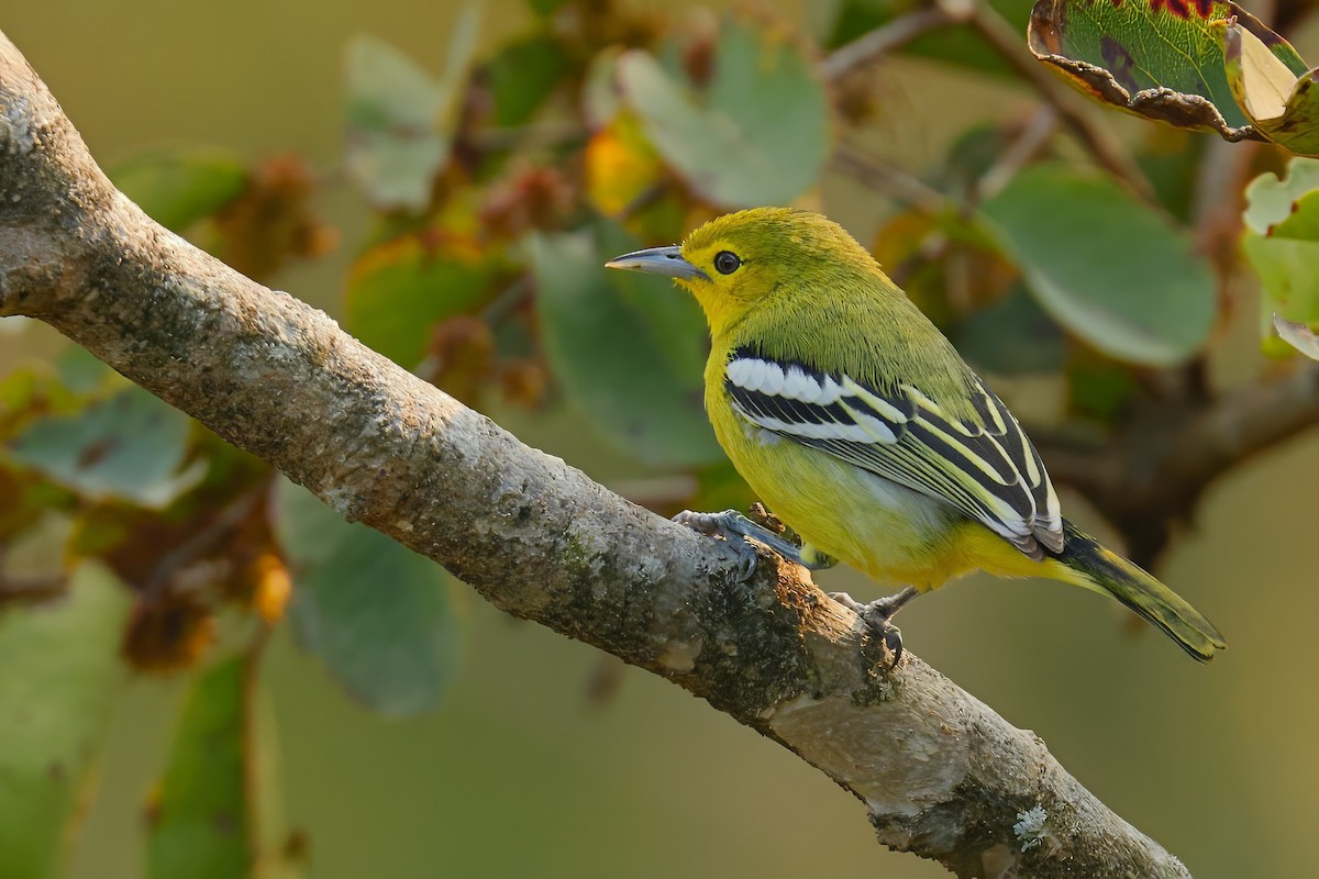 Common Iora - ML646745961