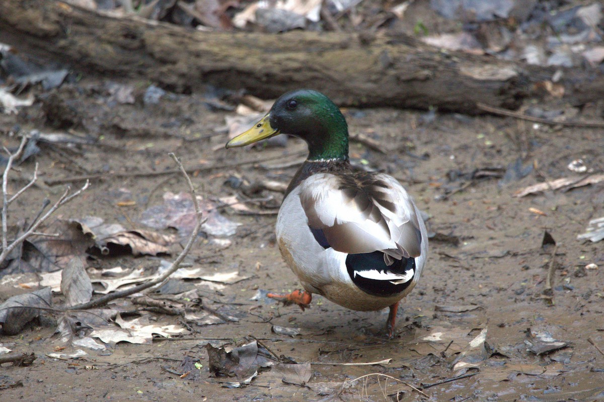 Ánade Azulón - ML646745962