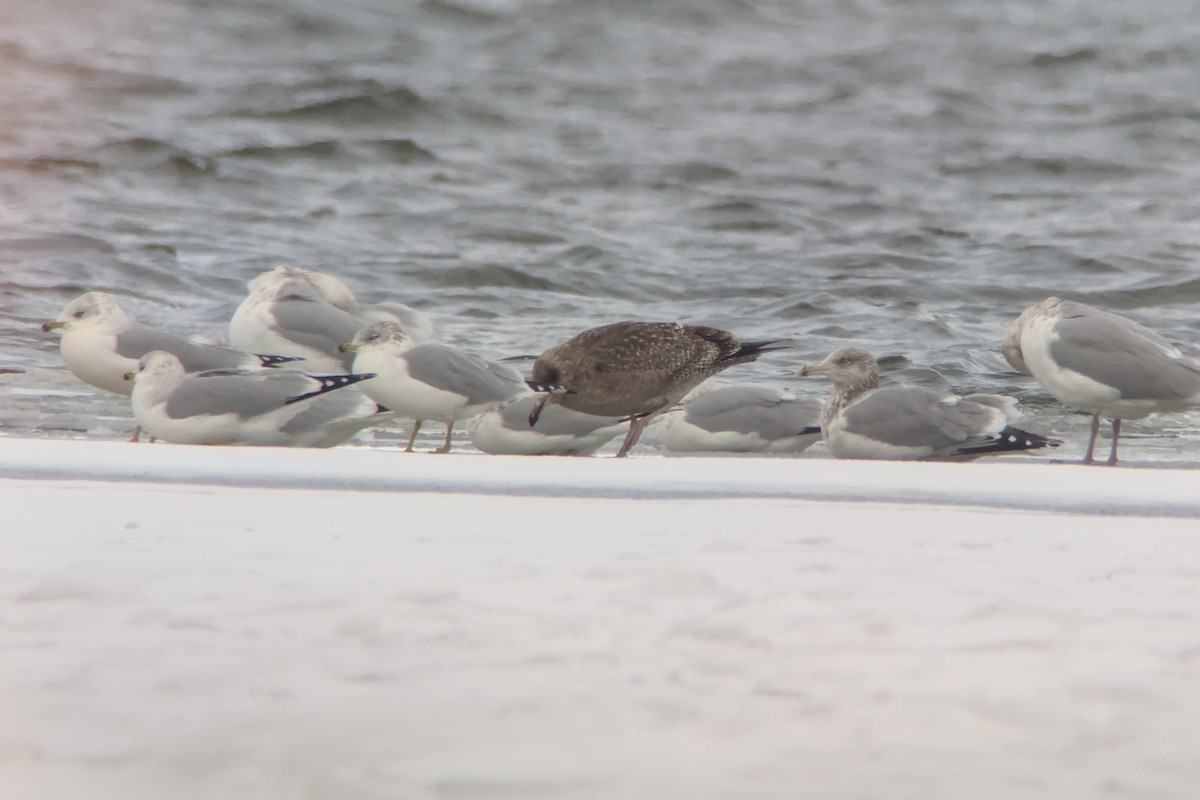 American Herring Gull - ML646745966