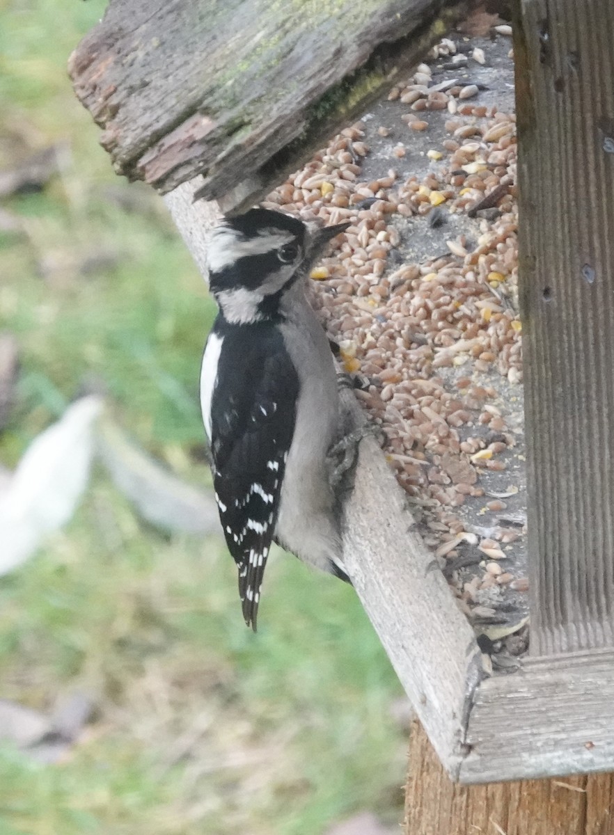 Downy Woodpecker - ML646745969