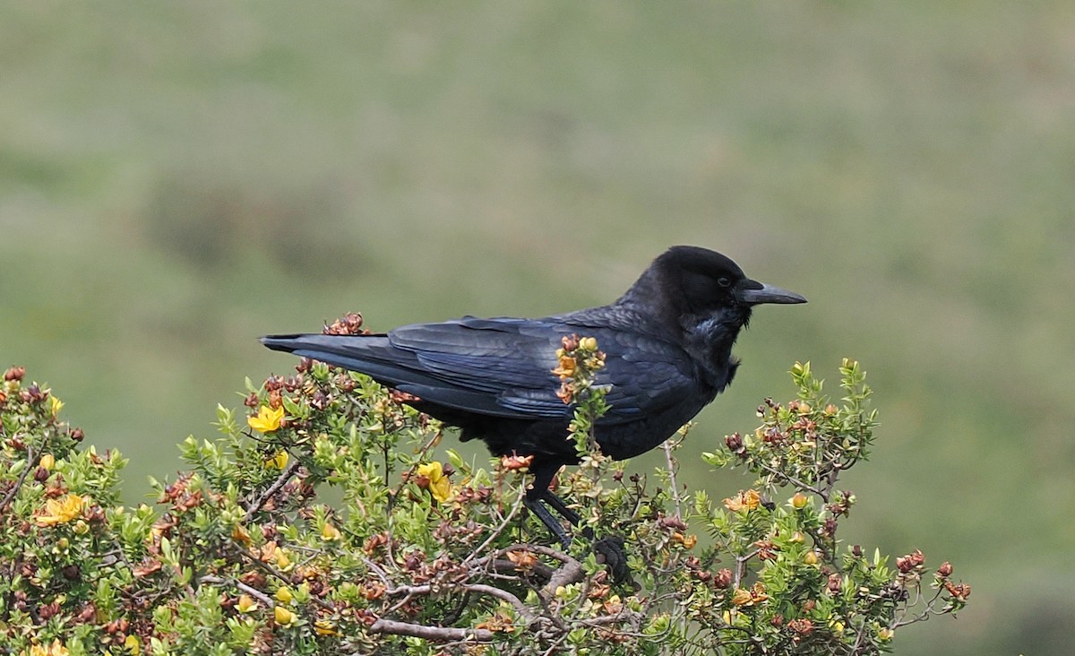 Cape Crow - ML646745972