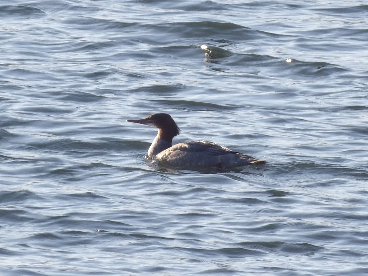 Smergo maggiore - ML646745973