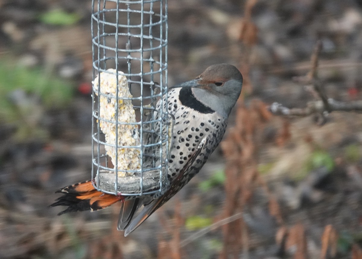 Northern Flicker - ML646745981
