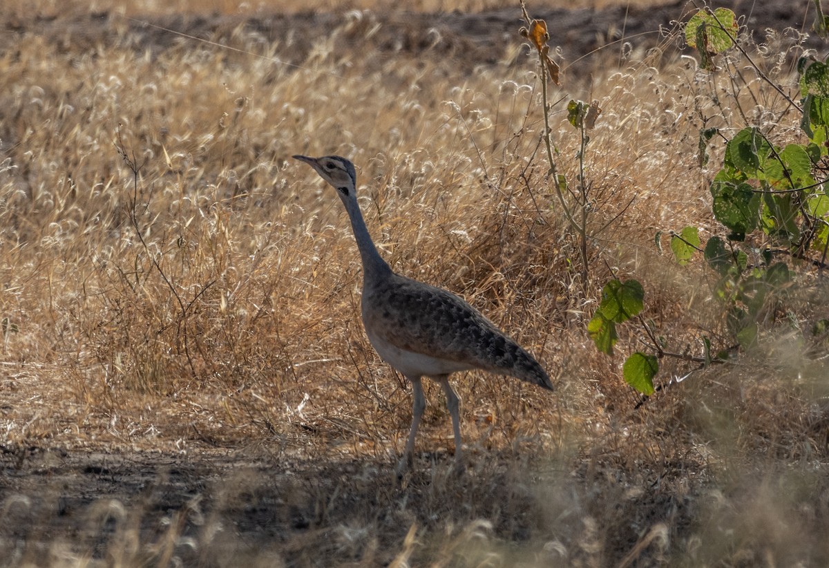 White-bellied Bustard (White-bellied) - ML646745983