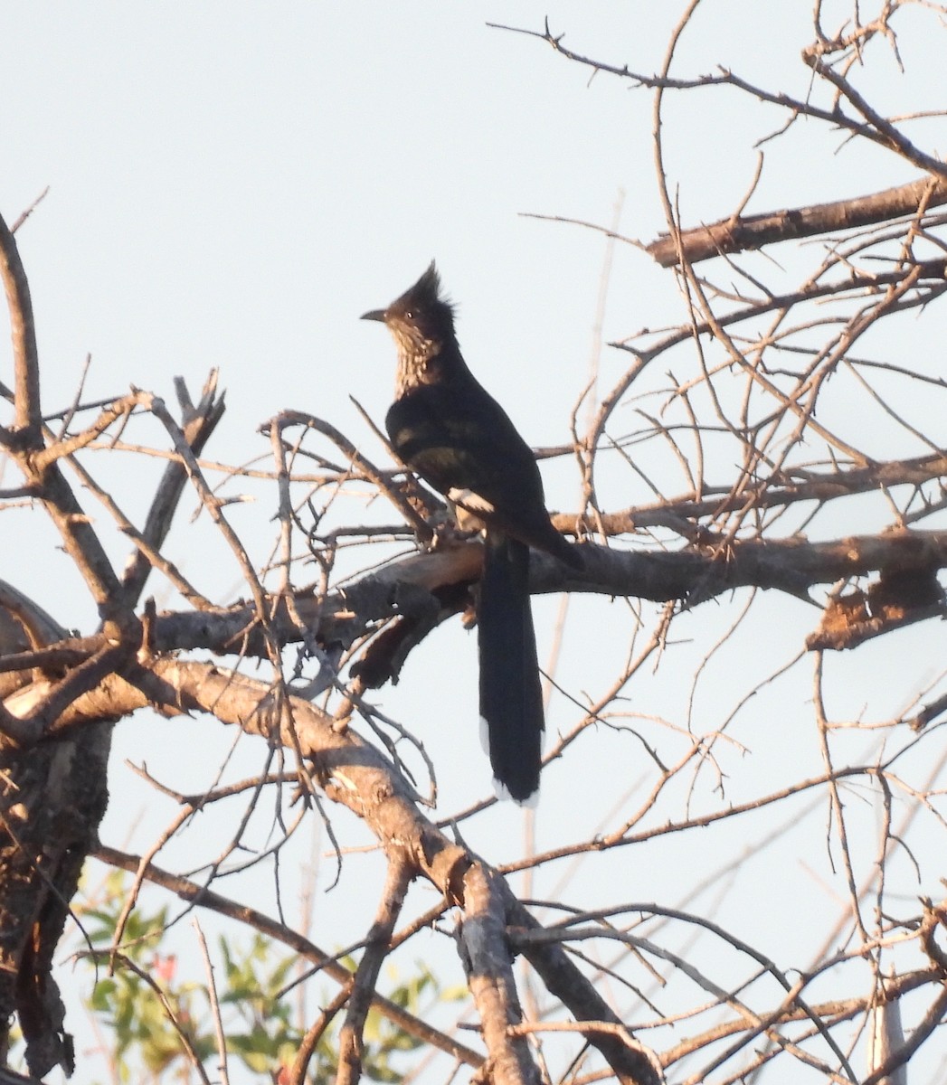 Levaillant's Cuckoo - ML646745986