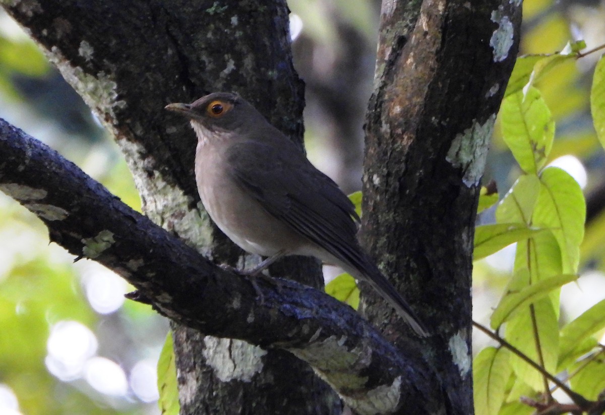 Spectacled Thrush - ML646745987