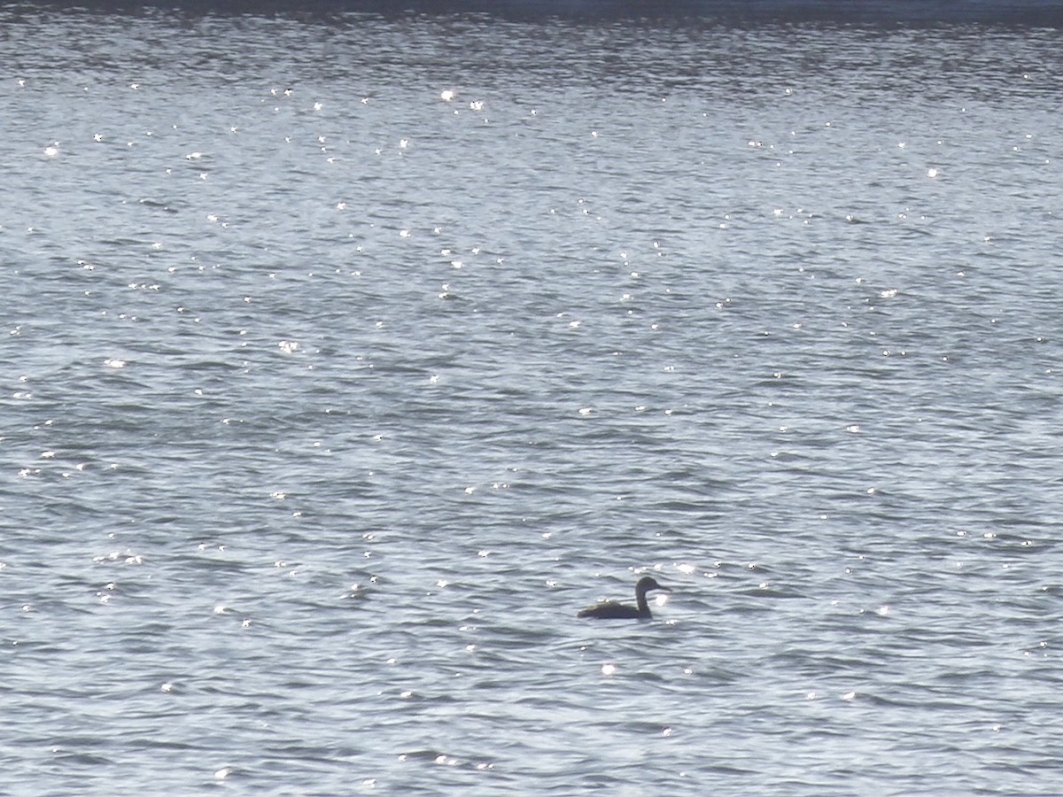 Svasso collorosso - ML646745988