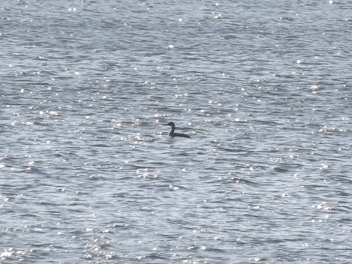 Svasso collorosso - ML646745989