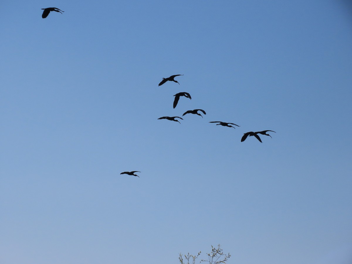 Очковая каравайка - ML646745994