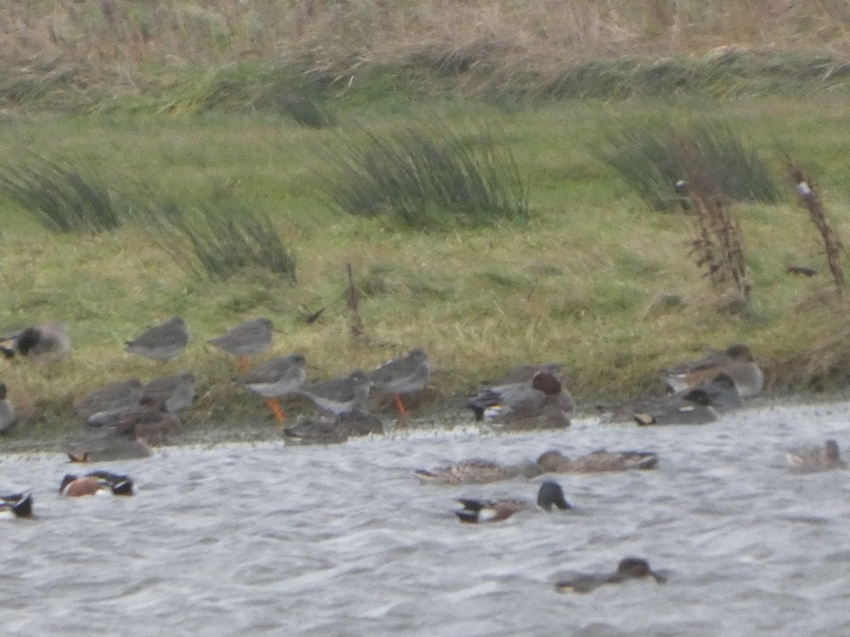 Kızılbacak - ML646745996