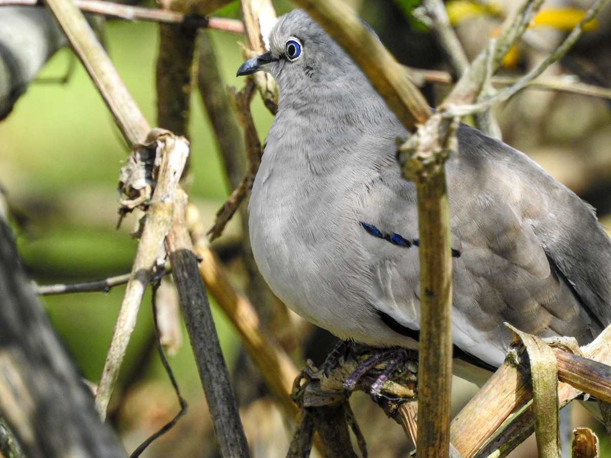 Picui Ground Dove - ML646745997