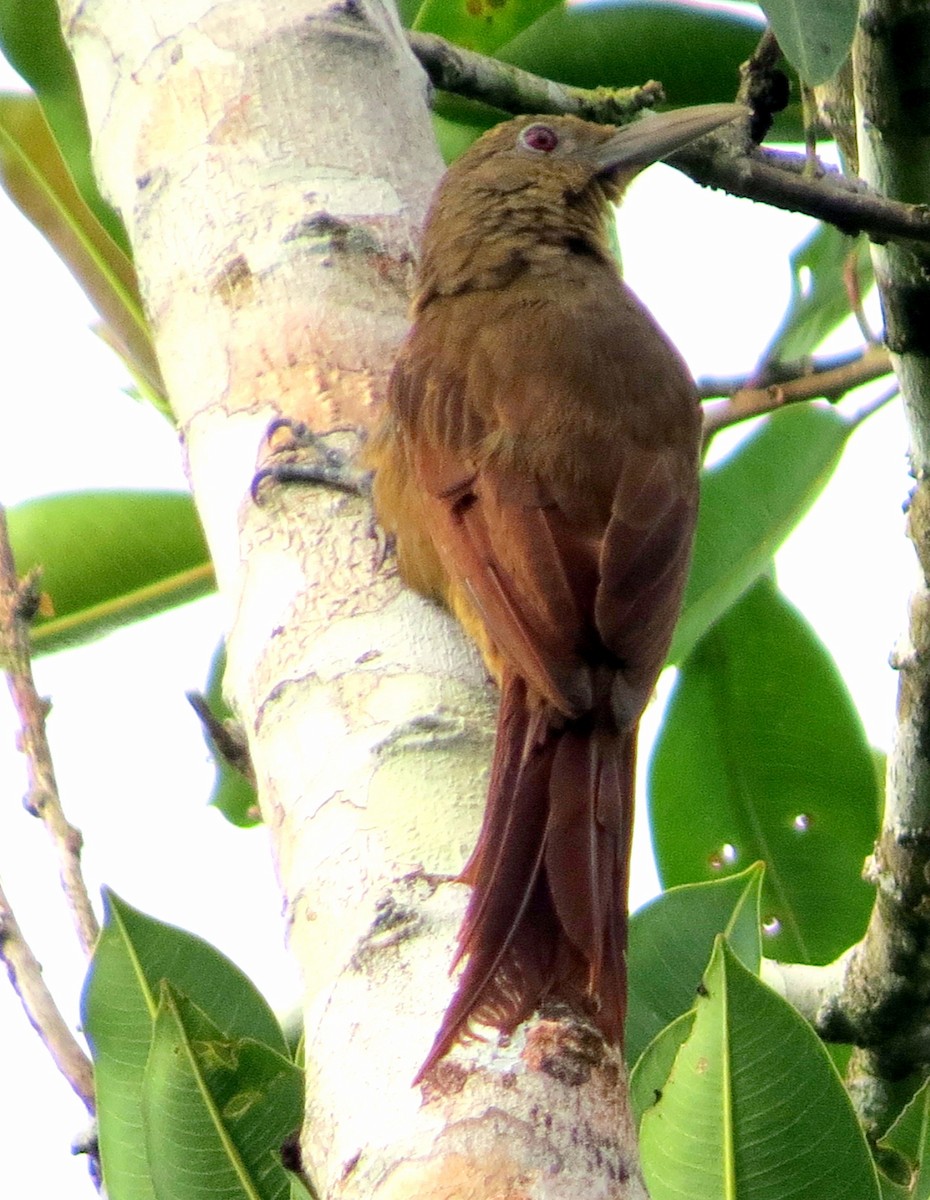 Perlhals-Baumsteiger - ML646746001