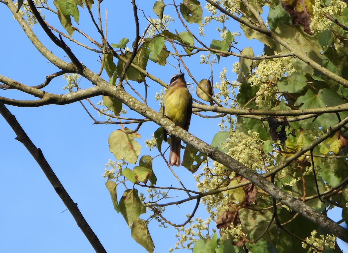 Golden-bellied Flycatcher - ML646746003