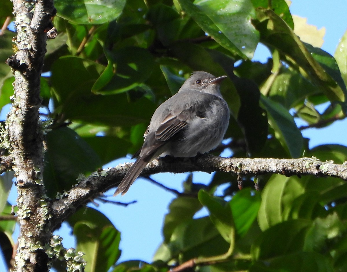 Smoke-colored Pewee - ML646746004